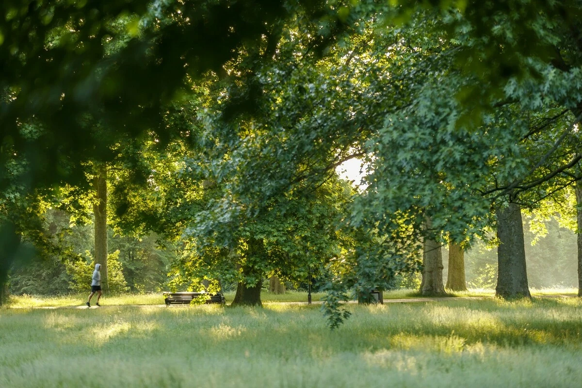 Trees in Kensington Gardens